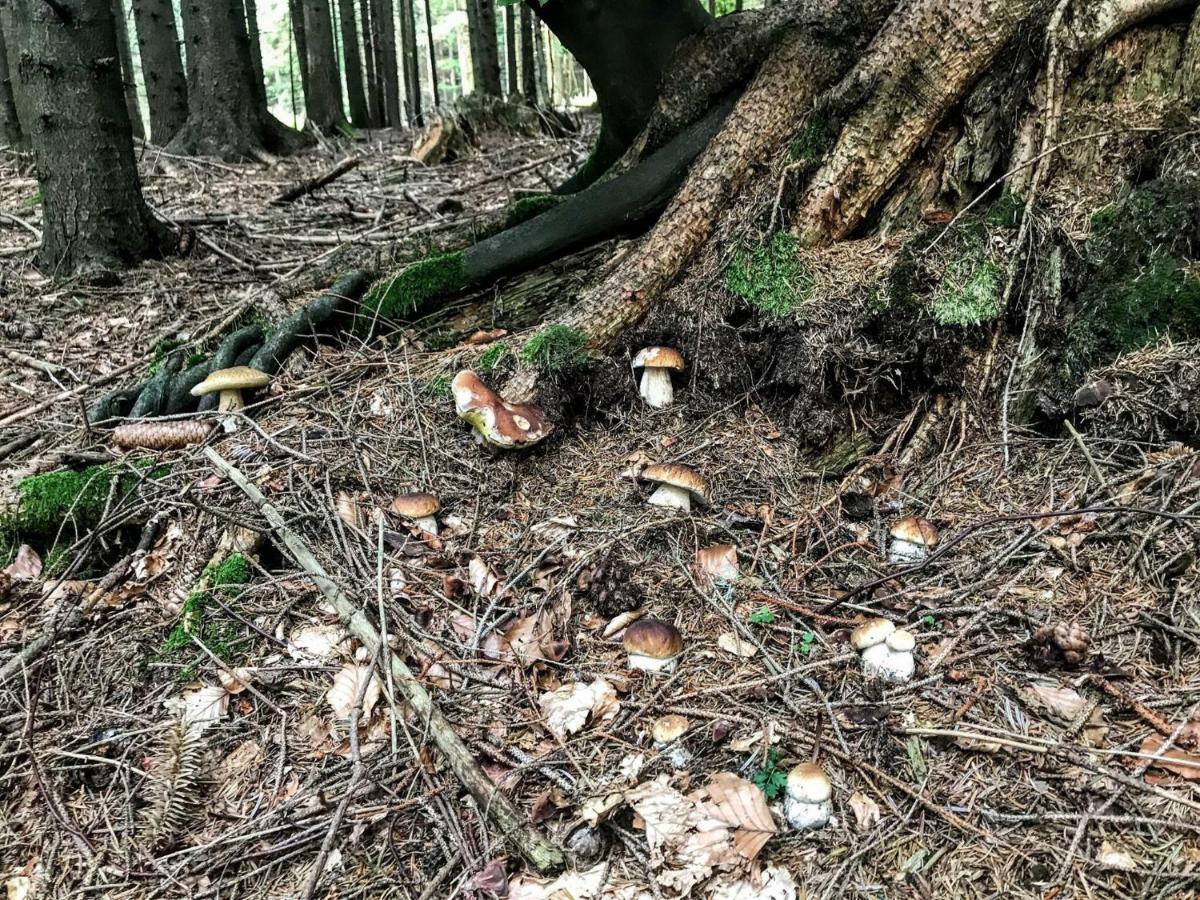 Apartments Planina Pod Sumikom Planina pod Sumnikom Zewnętrze zdjęcie